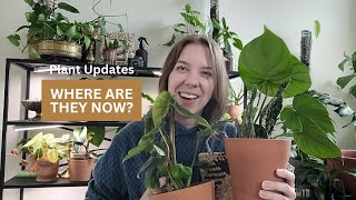 Plant Updates! Where Are They Now? | Philodendron McDowell, Plowmanii, String of Dolphins & Optunia