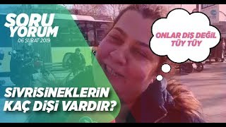 Sivrisineklerin kaç dişi vardır?