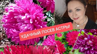 🌼🐞🌸УДАЧНЫЙ ПОСЕВ АСТРЫ! 🔥ОЧЕНЬ БЫСТРЫЕ ВСХОДЫ!