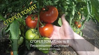 СГОРЕЛ ТОМАТ, часть 8. Плодоношение. Состояние. 29 июня 2017 года