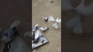 BD pigeon eating food 🥝