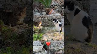 ❤️👏love story of Antalya cats #antalya #homelesscats #konyaalti