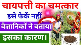 चाय नहीं चाय के पत्ती के फायदे को उठाओ || benefits of black tea || benefits of green tea