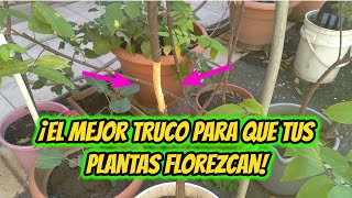 Como hacer ANILLADO en ÁRBOLES FRUTALES - y FORZAR así LA FLORACIÓN