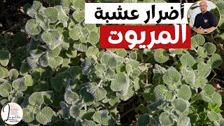 المريوت وأضرارها على صحة الإنسان نصائح وارشادات الدكتور عماد ميزاب Dr Imad Mizab