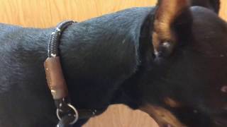 At the vet with Sugar Tree the Doberman after brutal dog attack -Live VLOG-