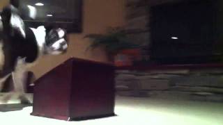 Dog vs remote control car