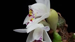 British Orchid Council