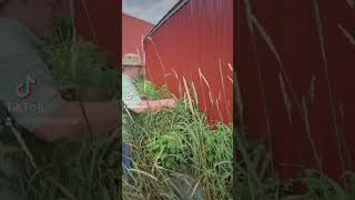 Fresh berries for the picking!