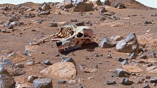 Mars 4K: Real Video Footage from the Mars Perseverance Rover! Mars Footage - Sol 1157