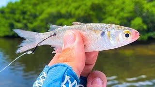 Fishing LIVE Mullet, Crabs, & Cut Bait To Catch BIG Fish