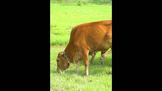 nhạc chế con bò remix  #conbo #nhacremix #parody #cow