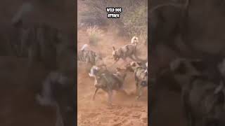 wild dogs attack #shorts #viral #trending #animals