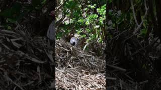 Scrub Turkey