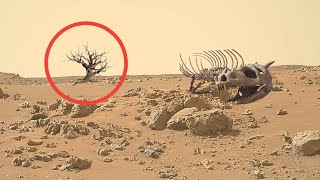 Mars Perseverance Rover Shared New 4k Video Footage of Mars - Sol 1159 | Mars 4k Video | Mars In 4k