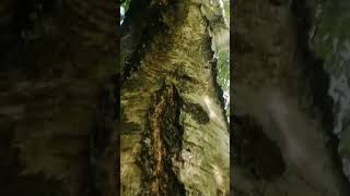 🔝 Climbing Birch Tree 🔝 #viral #shortsfeed #shorts   #viralshorts