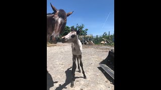 Apache Fingerpaint   Dobbie's New Foal   Day 3