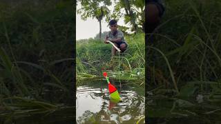 Wow! Amazing Hook Trap Fishing in paddy fields water #fishing_in_paddy_fields #catch_fish #shorts