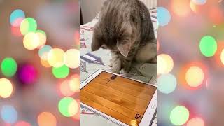 Funny cats cute cats compilation 5#funny #cat #cute #kitten #animals #pets #dog #funnycats #cutecats