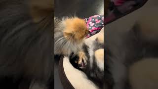 Beau and Bella “talking”. Enjoy a laugh at them today 🥰 #laughterchallenge #pomeranian #dog