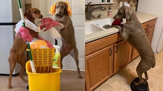 Be careful, don't laugh 🐕😺 Funny videos with dogs, cats and kittens😸part 9