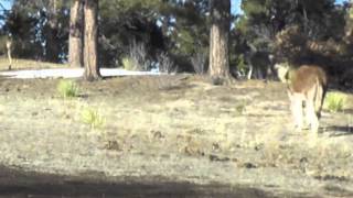 Mule Deer invade Double Dot Ranch & Donkey Resort