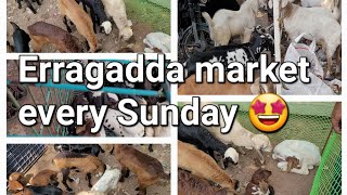 Erragadda market every Sunday 📌