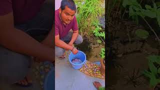 Koi Fish released in Pond #shorts #koi #fish #explorewithatharva