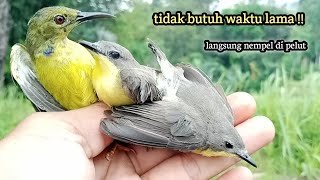 MEMIKAT BURUNG KECIL DI KEBUN