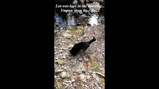 Cat Mini on a spring walk!   Beautiful Norway / Весенняя прогулка кошки Мини! Норвегия