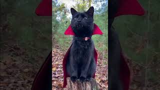 viper cat #youtubeshorts #cat