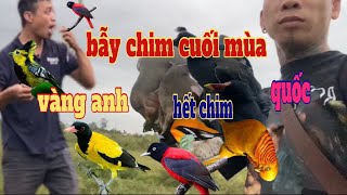 Bẫy chim cò,quốc,gà đồng,cú mèo,vàng anh,bẻo và cái kết xuyên ngày,đêm.chim cuối vụ/độc lạ sầm sơn