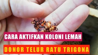 Cara Donor Ratu Lebah Trigona/Klanceng || Pondok Klanceng