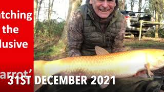 Catching an elusive *Golden Grass Carp* the Carrot from a syndicate lake on New Year's Eve 2021.