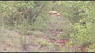 #South Africa # Lion 🦁 kill Zebra #Near #Mopani #Kruger National park