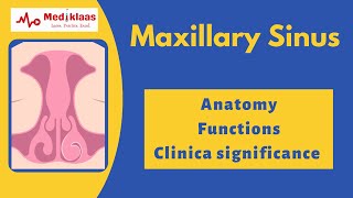 Maxillary sinus - Anatomy l Paranasal sinus l Mediklaas