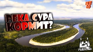 РЫБАЛКА НА РЕКЕ СУРА! ФАРМИМ, ОБЩАЕМСЯ! #SHORTS СТРИМ РУССКАЯ РЫБАЛКА 4