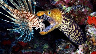 Teaching Eels to Eat Invasive Lionfish