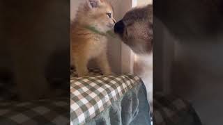 LOL 😂 New Video 2025 Vidz42 #funnyanimals #cats #kitten #funnycats cute cats 2024 funny cats 2024