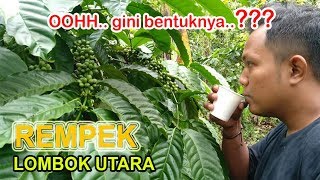 Kopi Lombok - Desa Rempek KLU