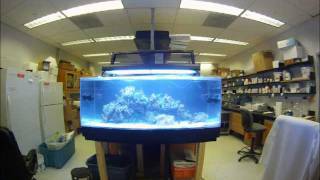 GoPRO Timelapse: Upgrading my 75 gallon reef to a DIY 150 gallon acrylic