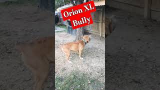 Orion XL bully: #shorts #Orion #bullybreed #djkhaled