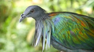 ऐसा कबूतर आपने शायद ही कभी देखा होगा ! निकोबार कबूतर || Nicobar Pigeon Video #pigeon #kabutar