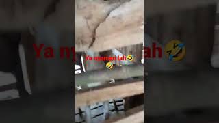 Bentuk kandang semi umbaran#shortsvideopendek #kambing #kandangkambingkoloni