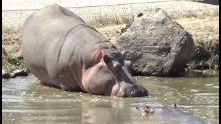 HIPPOPOTAMUS Reading Practice (NO VERBAL CUES)