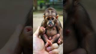 Cutest little Orangutan #cuteanimals #ai #minianimals #babyanimals #tinyanimals #aianimal #orangutan