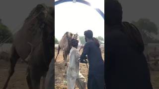 Camels loading part amazing 😱😱#youtubeshorts #animals #camells #camel #ytshorts #youtube