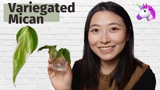 Everything about Variegated Philodendron Mican | Unicorn Plant