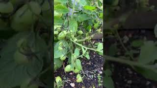 Cherry tomato’s in our garden #homegrown #vegitables #tamato #uk