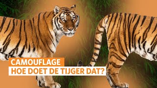 Tijgers: meesters in camouflage 🐅